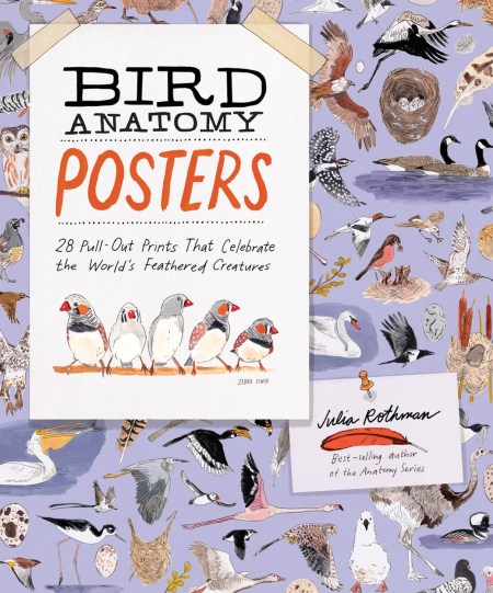 Bird Anatomy Posters